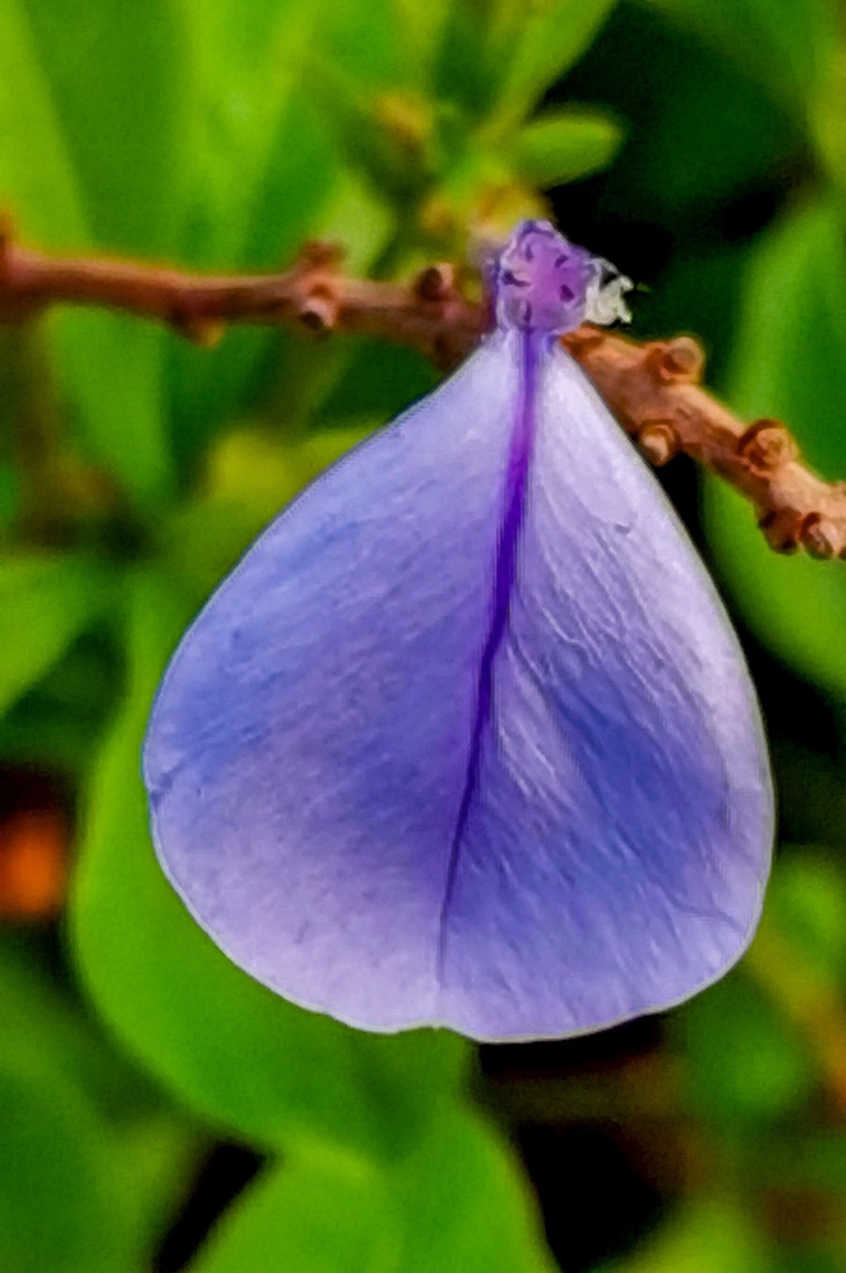 微 距 花 卉 雜 拍