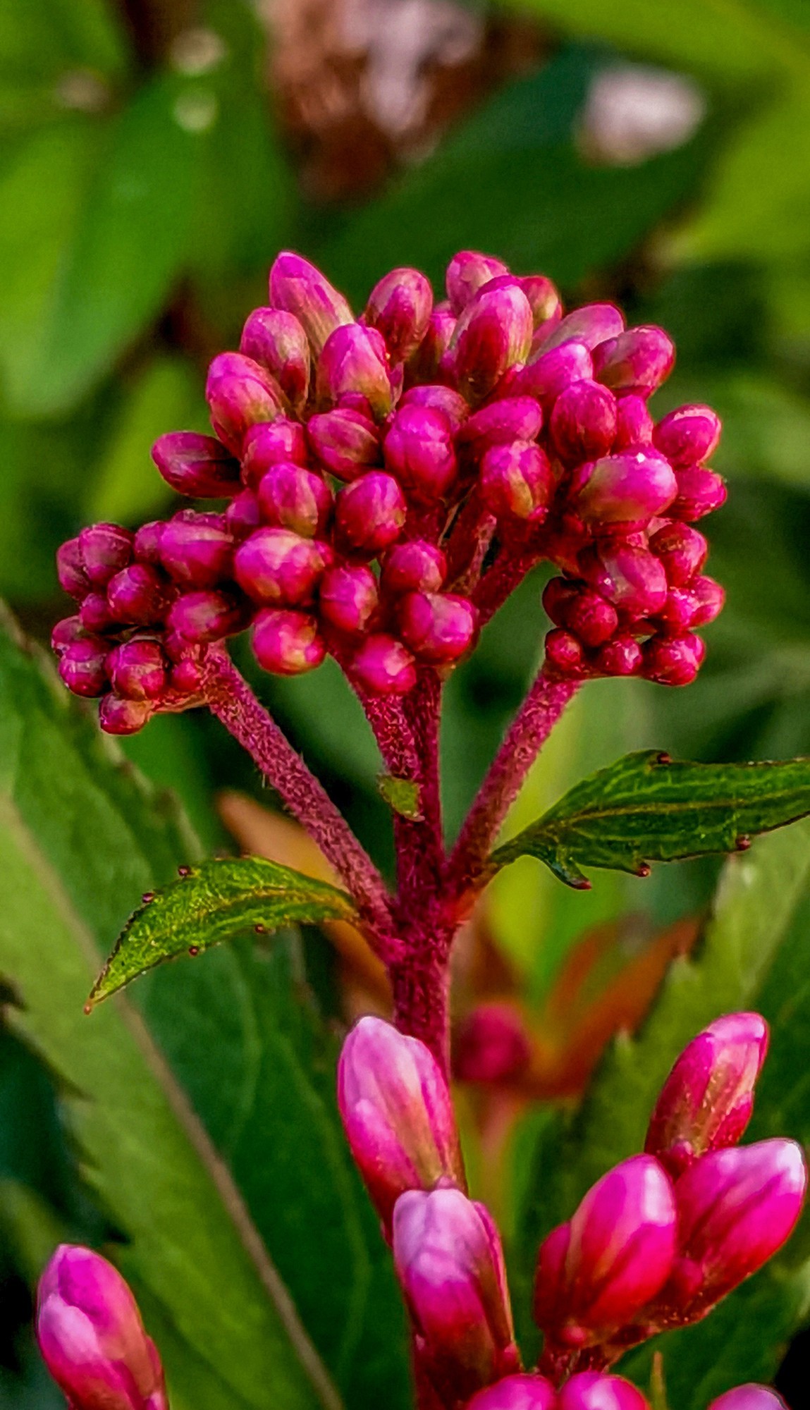 微 距 花 卉 雜 拍