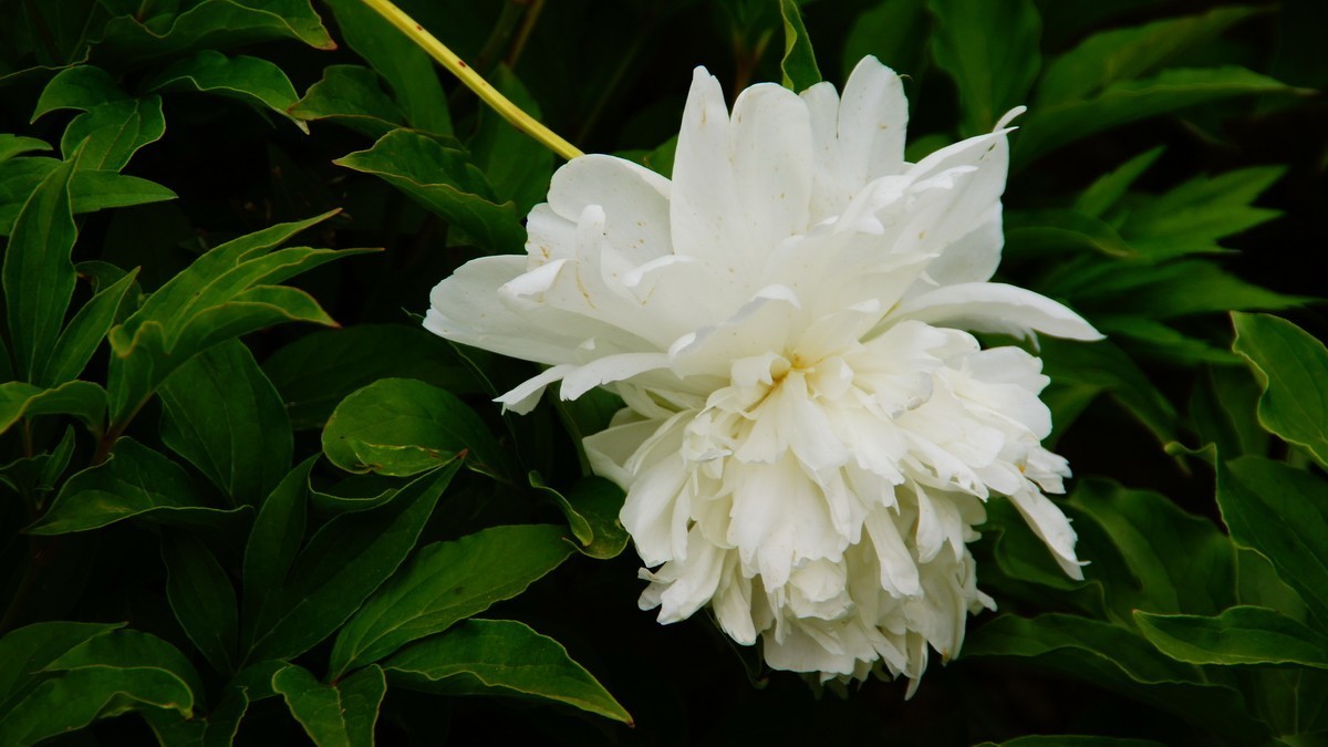 西安大明宫的芍药花