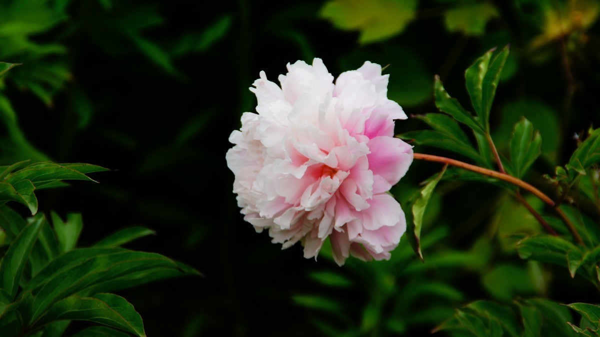 西安大明宫的芍药花