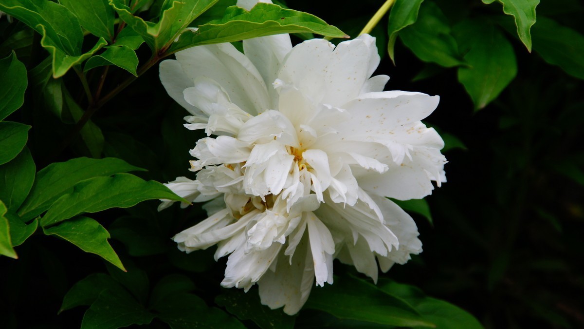 西安大明宫的芍药花