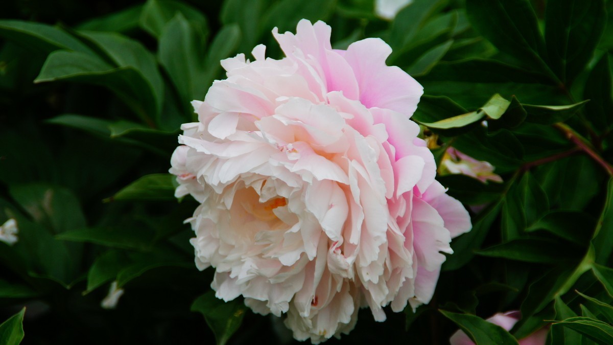 西安大明宫的芍药花