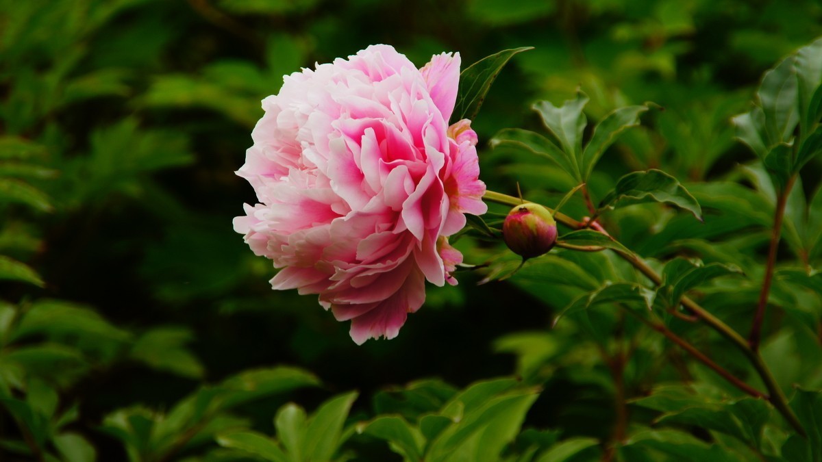 西安大明宫的芍药花
