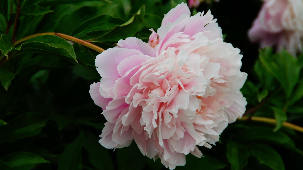 西安大明宫的芍药花