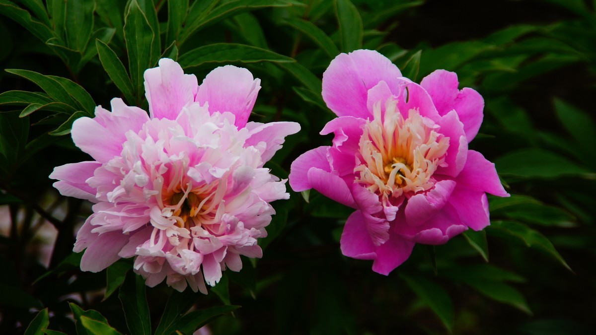 西安大明宫的芍药花