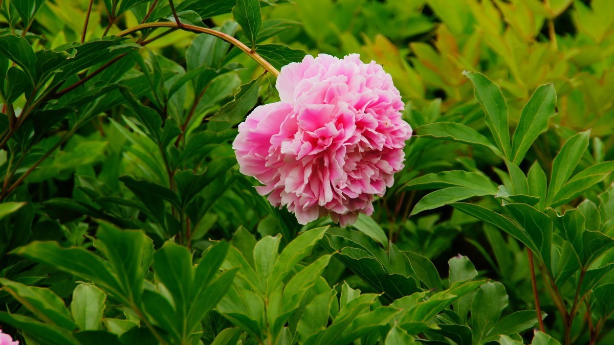 西安大明宫的芍药花