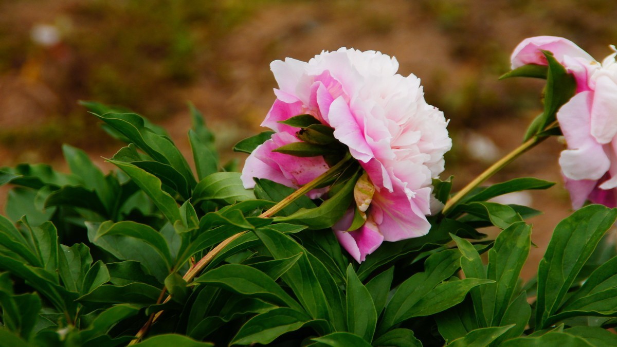 西安大明宫的芍药花