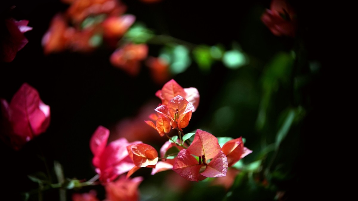 阳台上的三角梅《二》