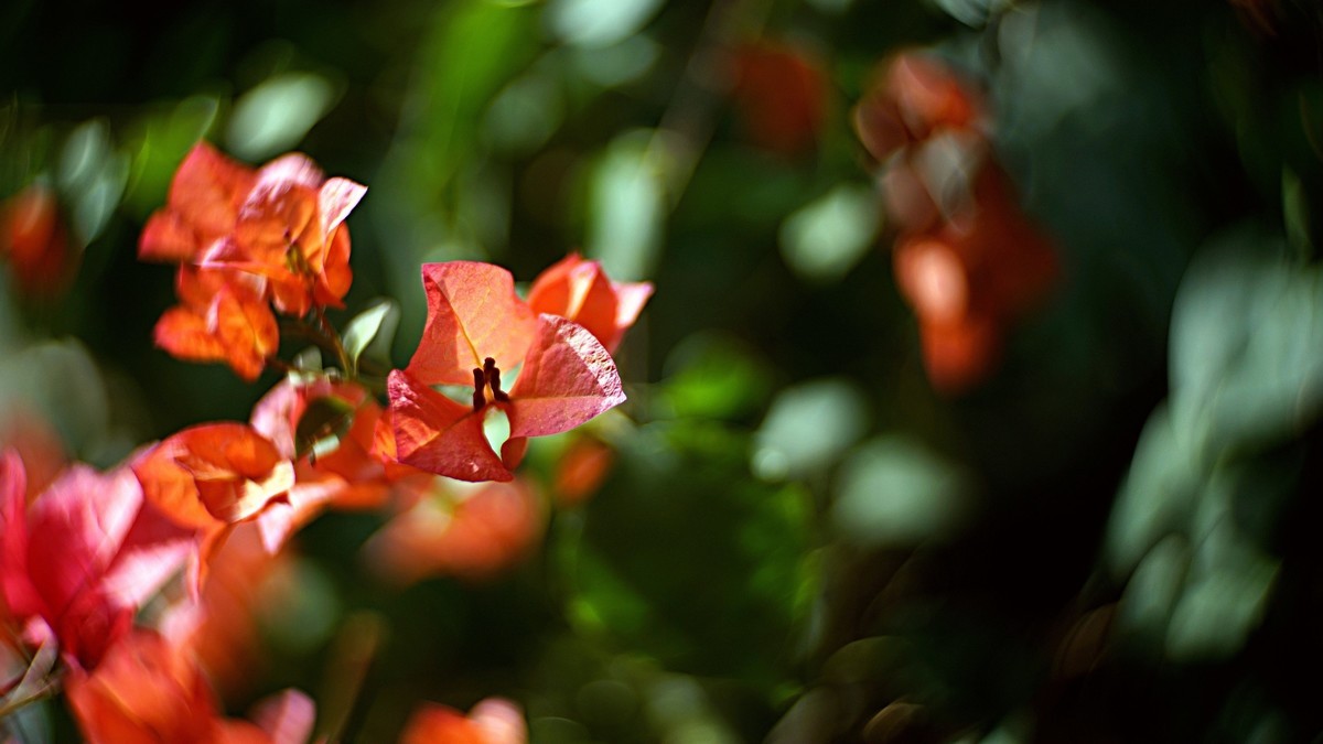 阳台上的三角梅《二》