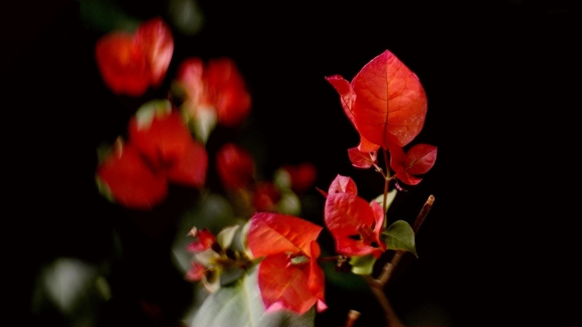 阳台上的三角梅《二》