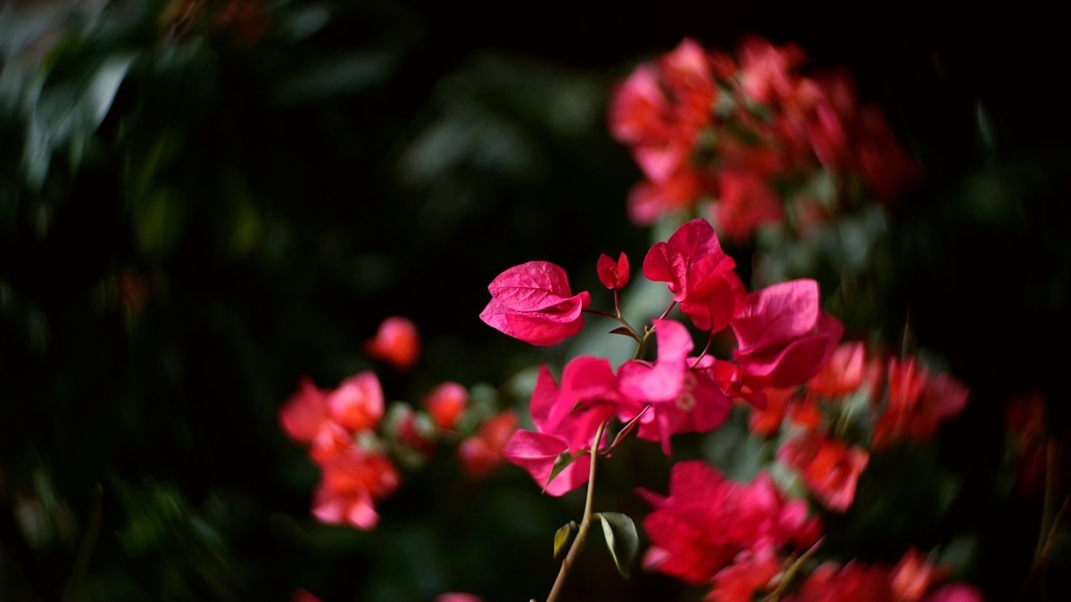 阳台上的三角梅《二》