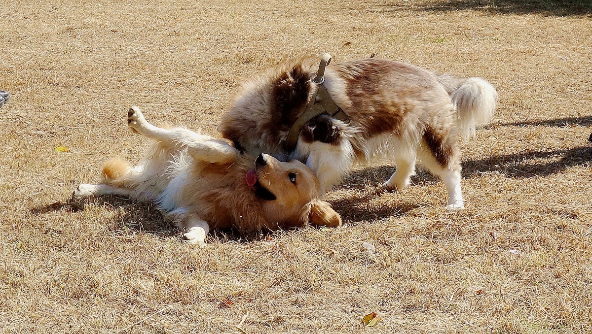 狗狗嬉戏