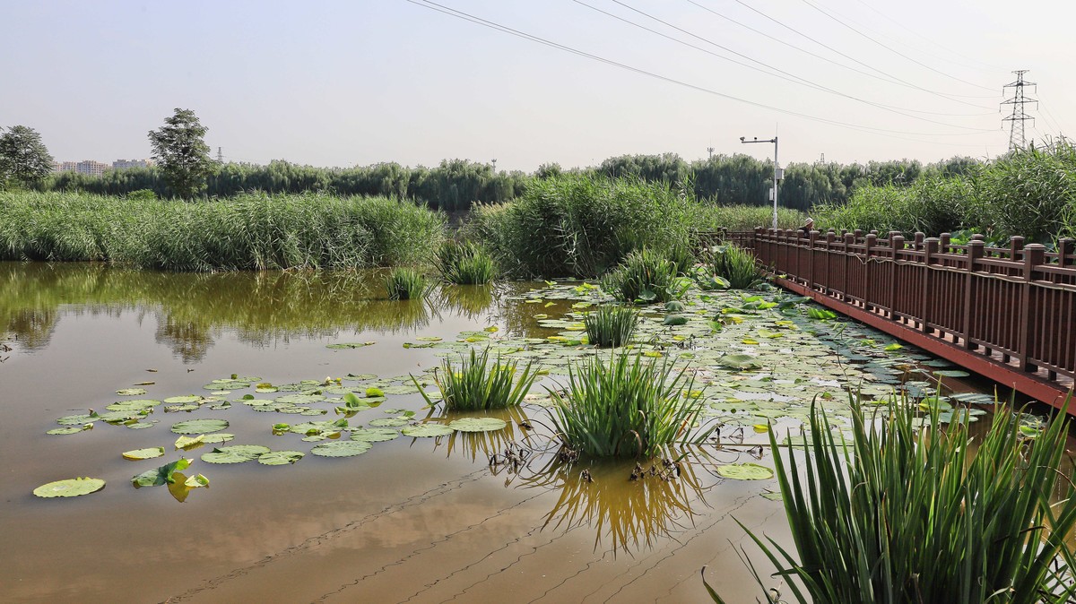 中山西路三环湿地