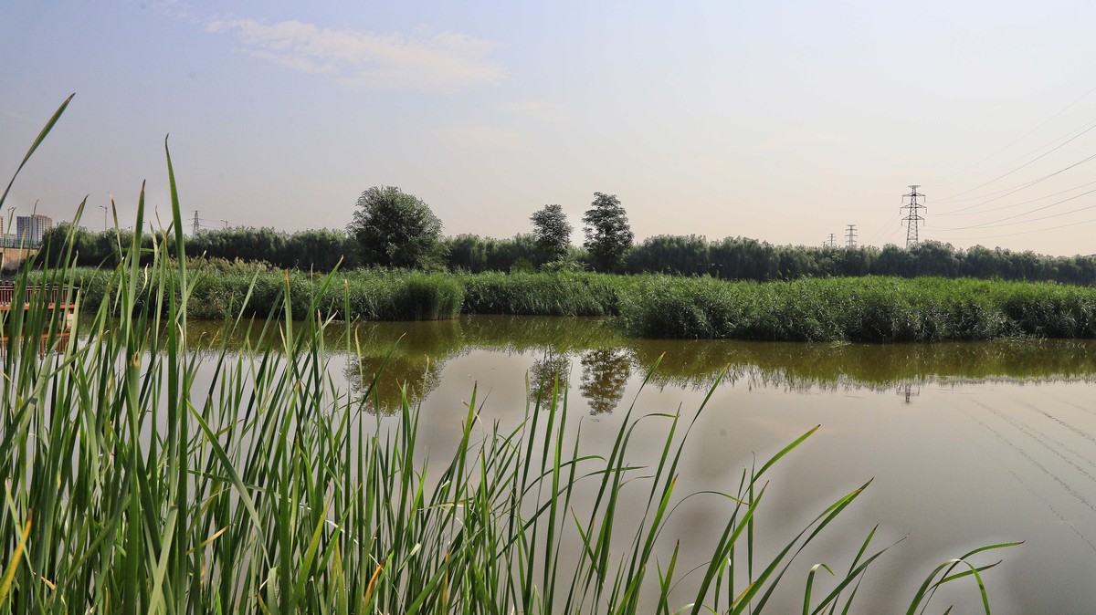 中山西路三环湿地