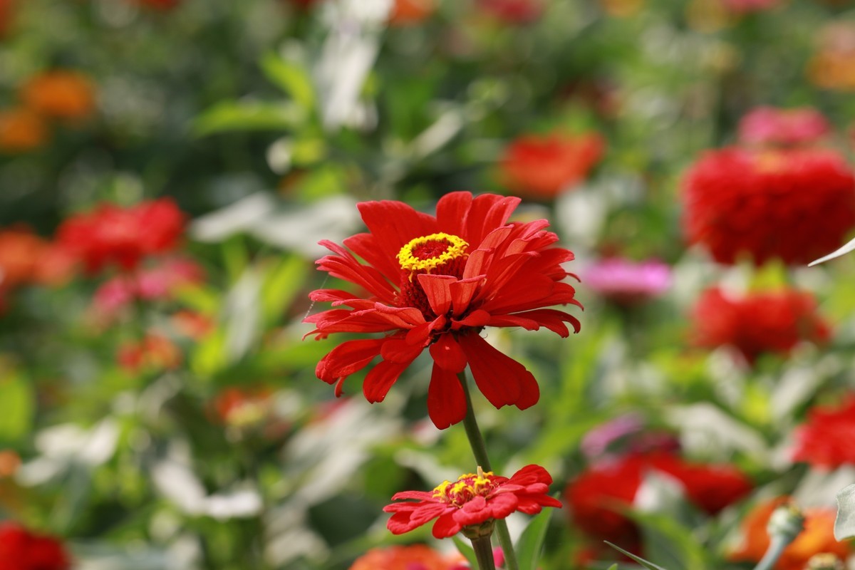 花丛中