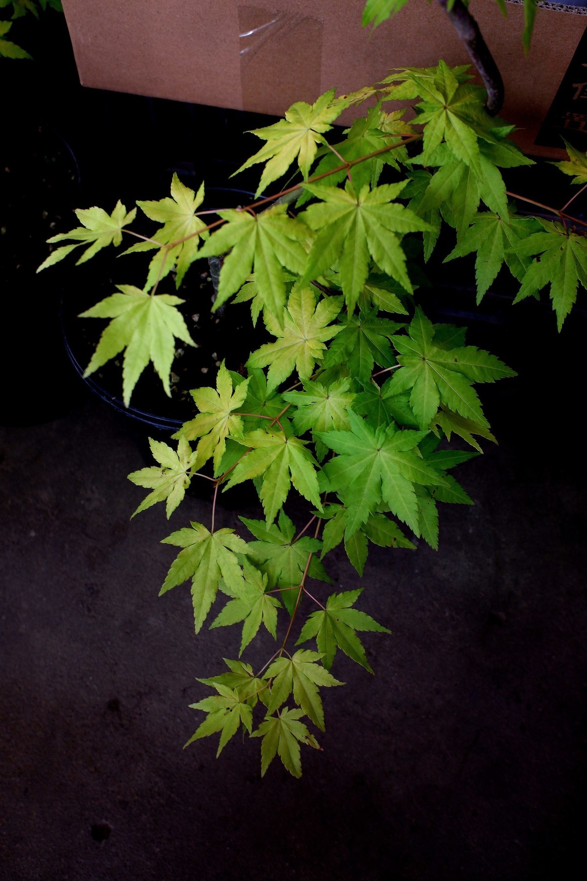 富士xf10拍花