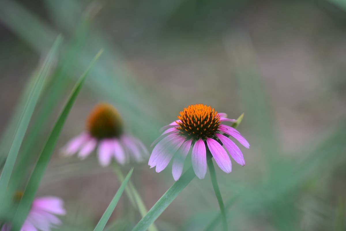 松果菊