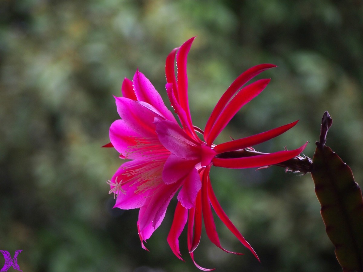 2023家养大令箭荷花初次开放（1）