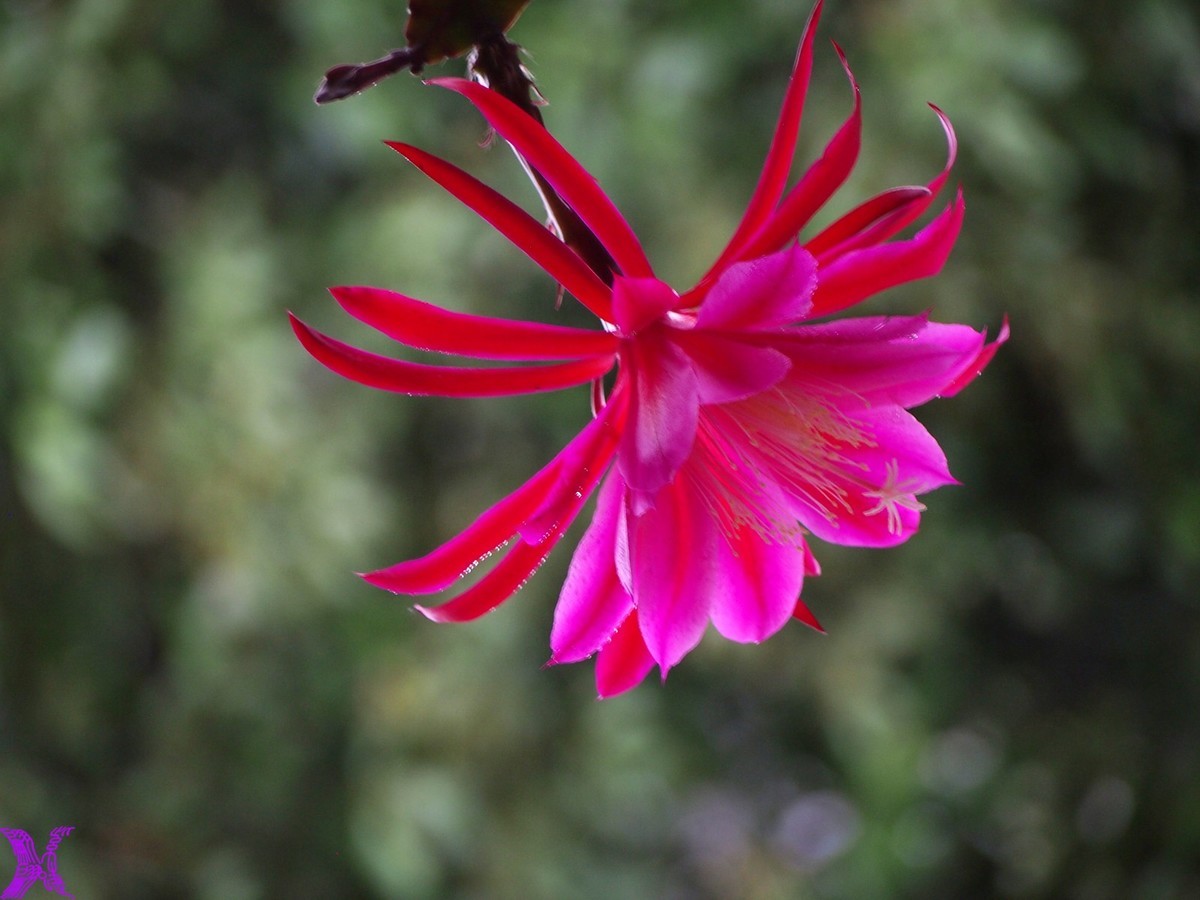 2023家养大令箭荷花初次开放（1）