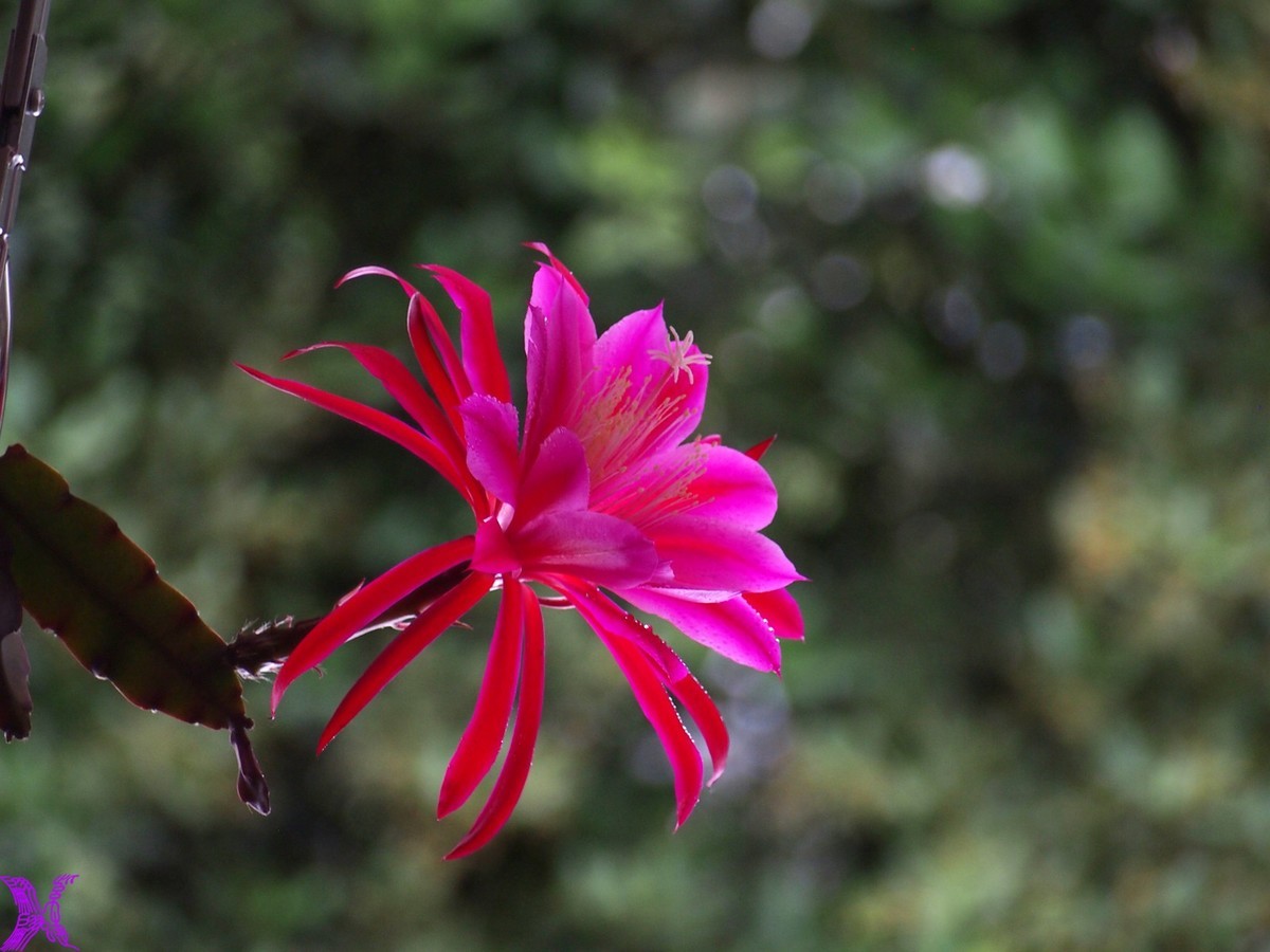 2023家养大令箭荷花初次开放（1）