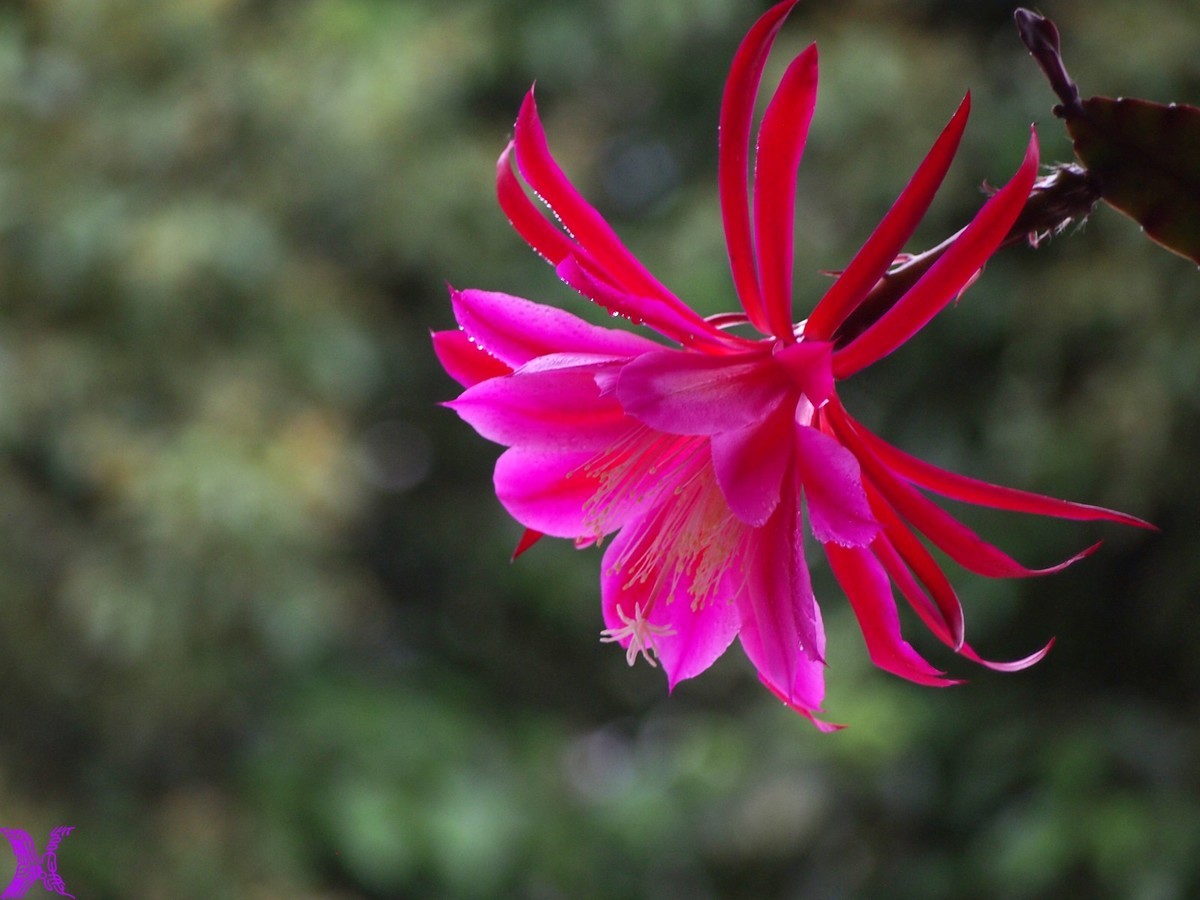 2023家养大令箭荷花初次开放（1）