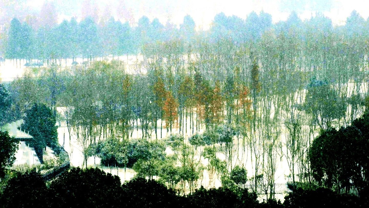 瑞雪飘飘兆冬林