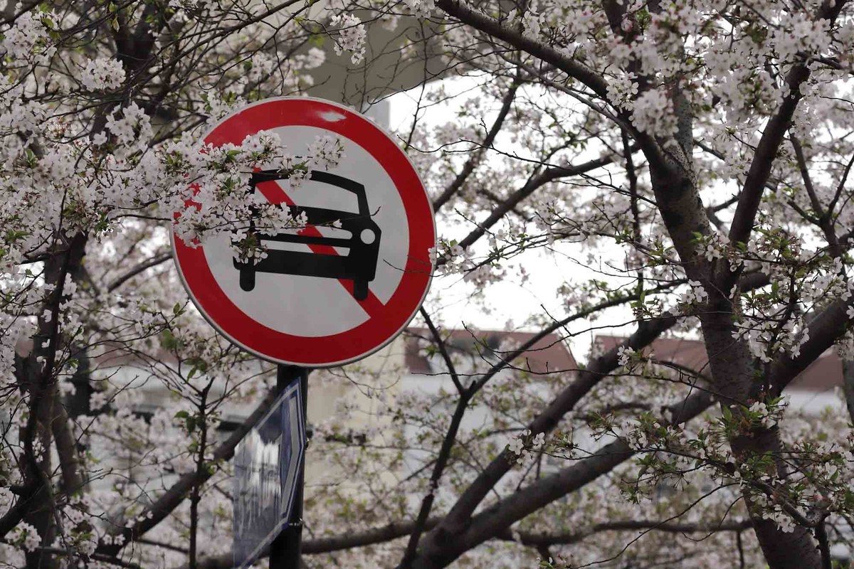 虹口足球场樱花