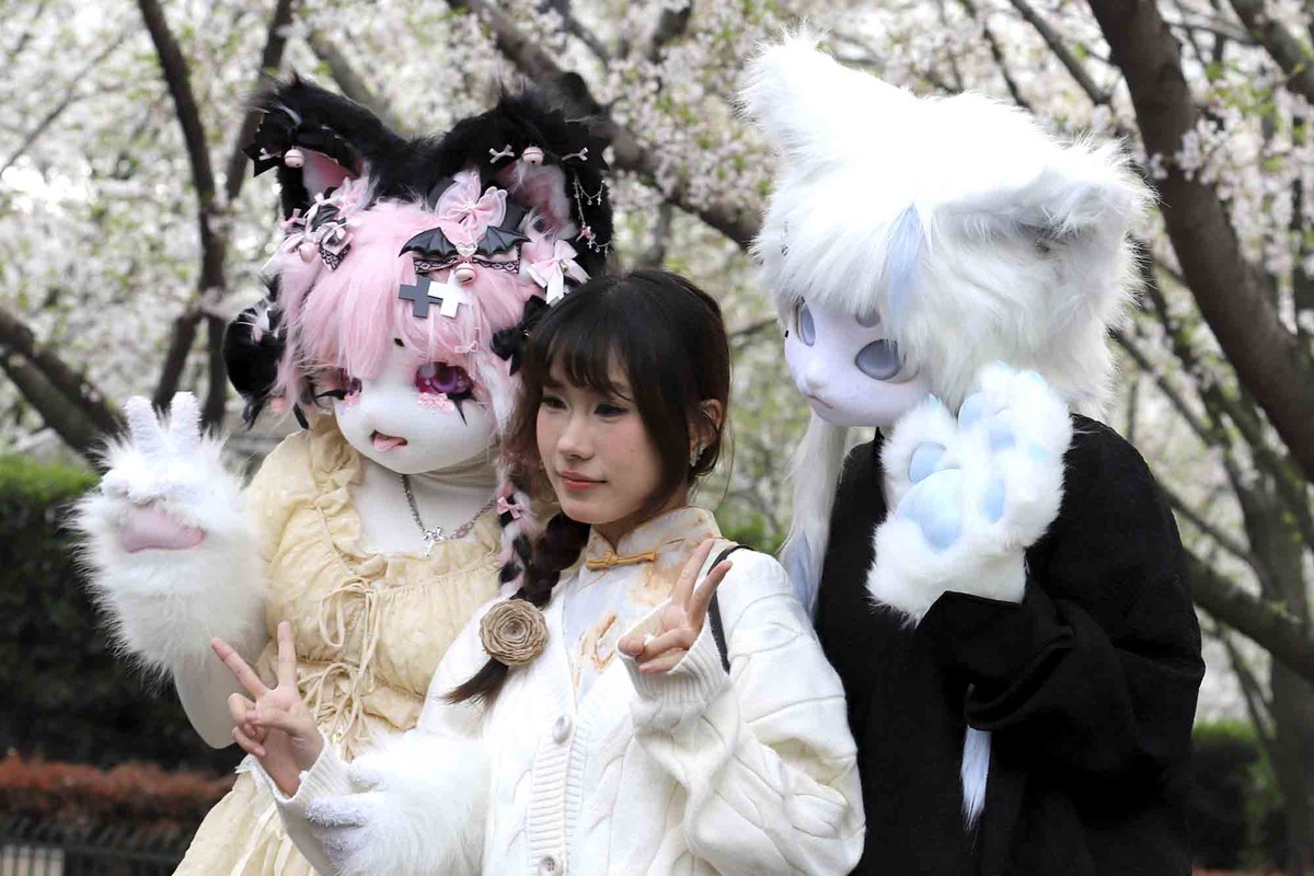 虹口足球场樱花