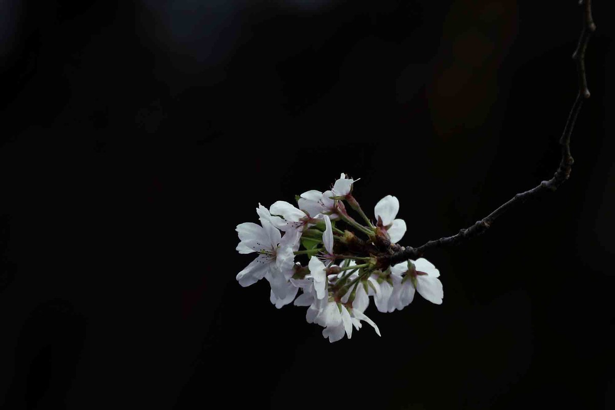 虹口足球场樱花