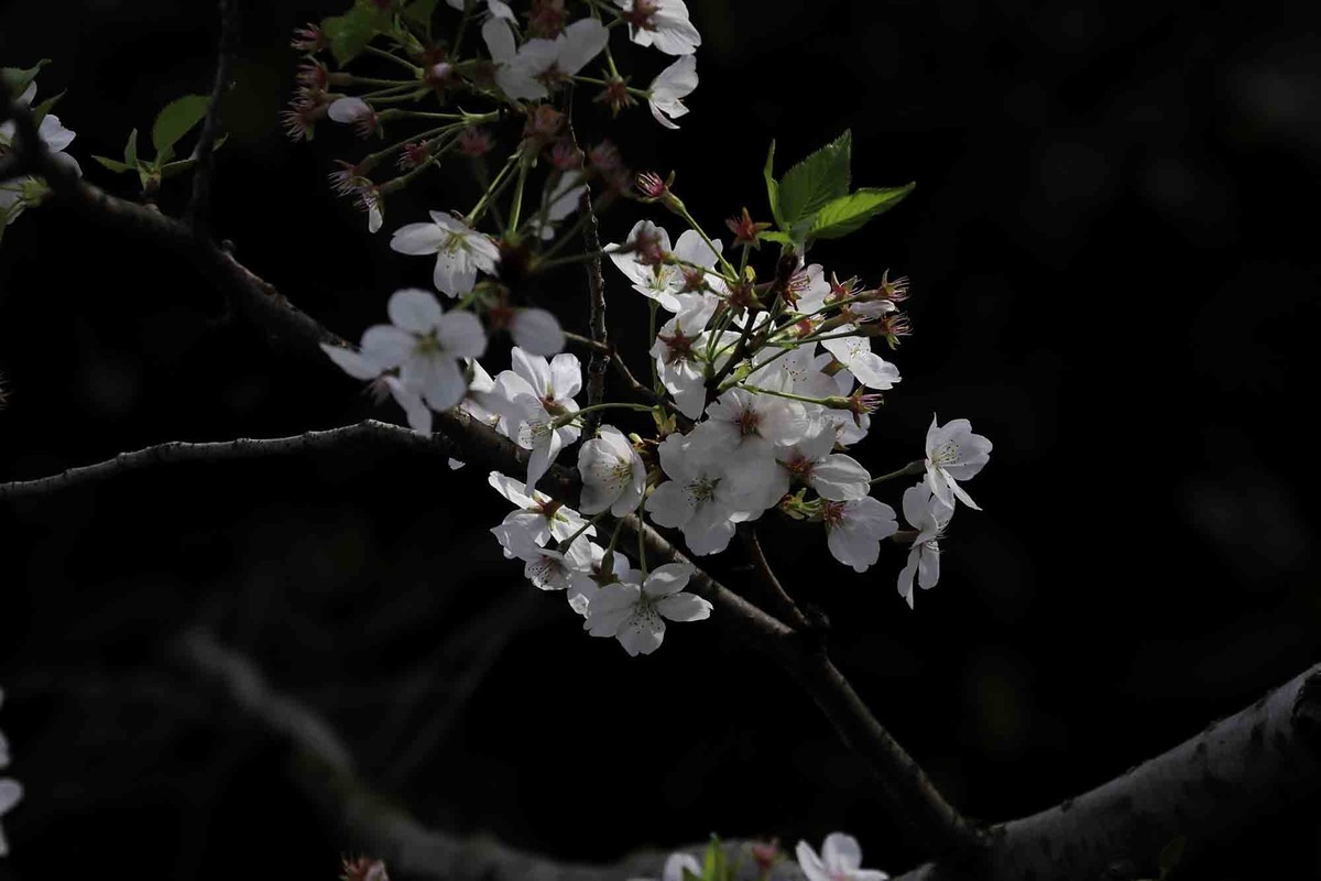 虹口足球场樱花