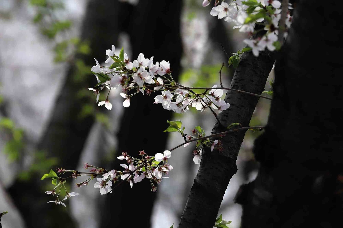 虹口足球场樱花