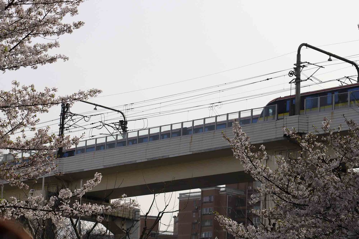 虹口足球场樱花