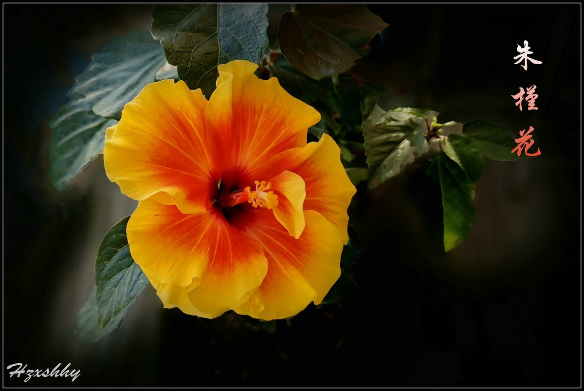 美丽的朱槿花（2024228）