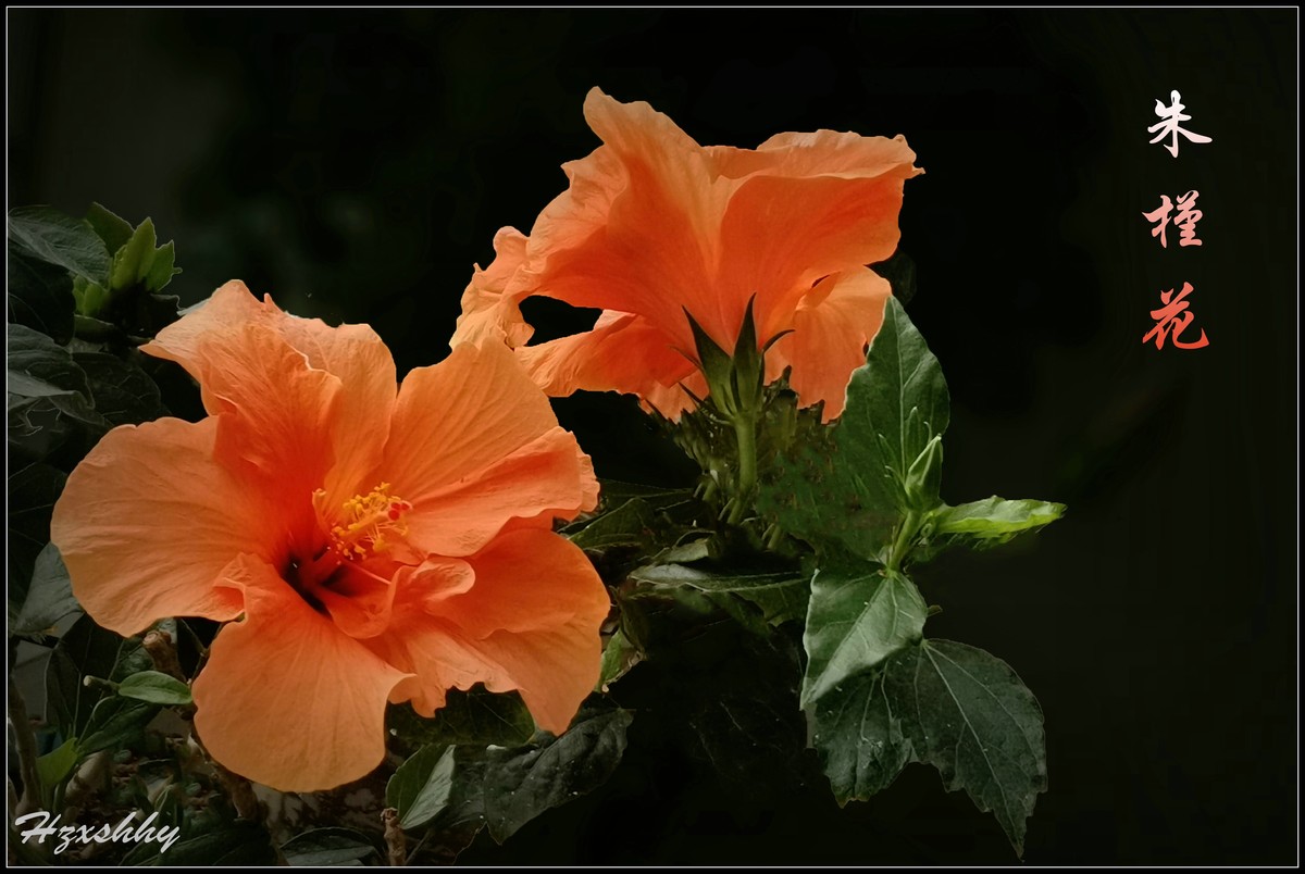 美丽的朱槿花（2024228）