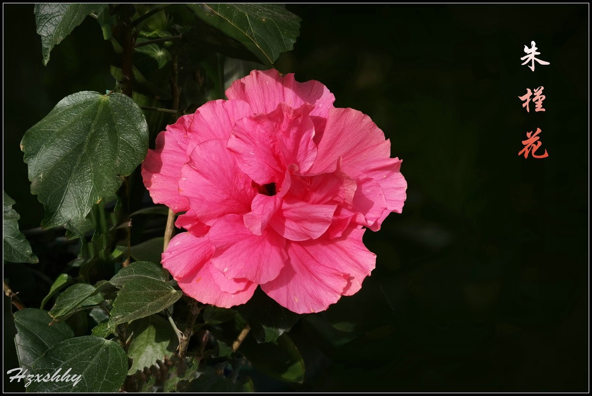 美丽的朱槿花（2024228）