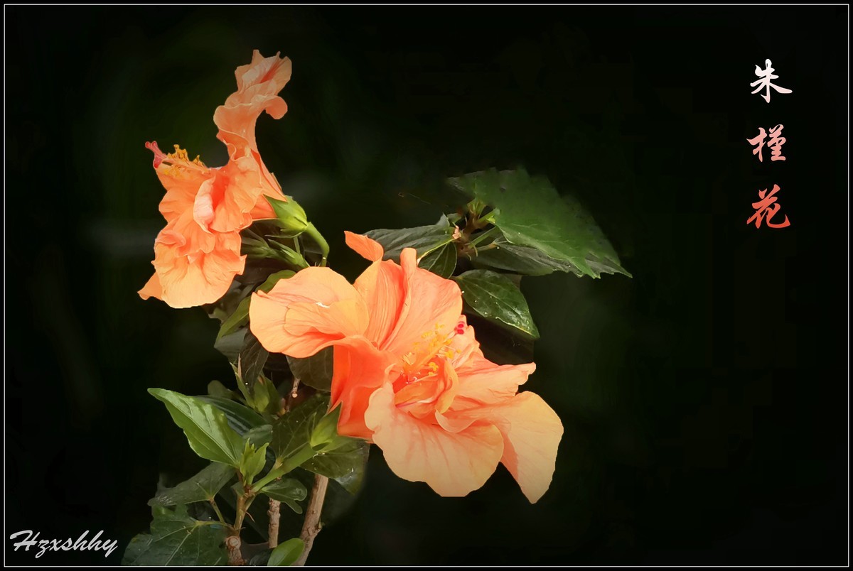 美丽的朱槿花（2024228）
