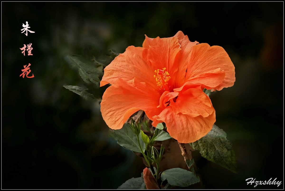 美丽的朱槿花（2024228）