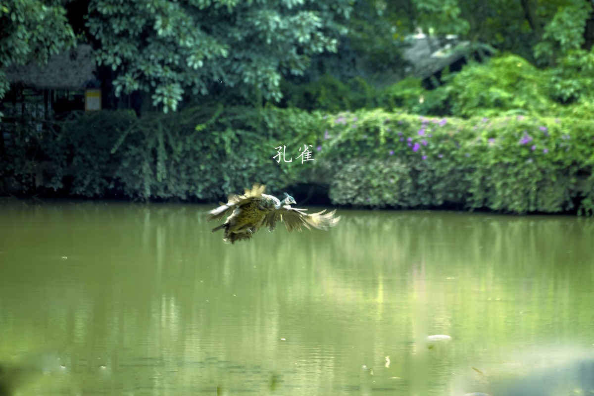 孔雀随拍