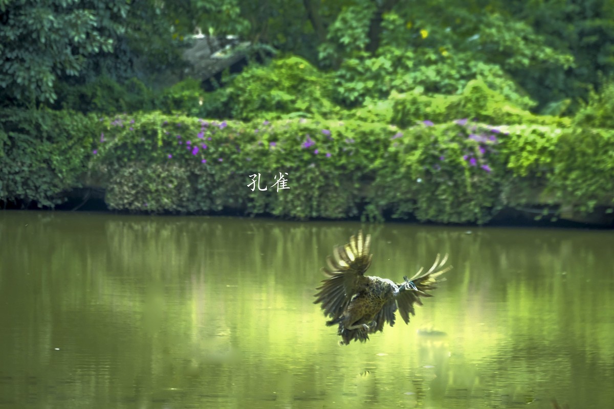 孔雀随拍