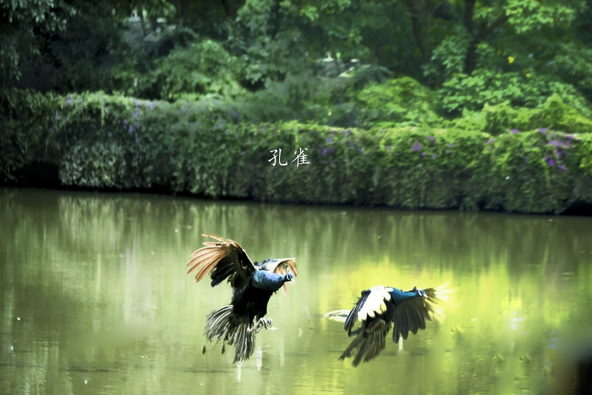 孔雀随拍