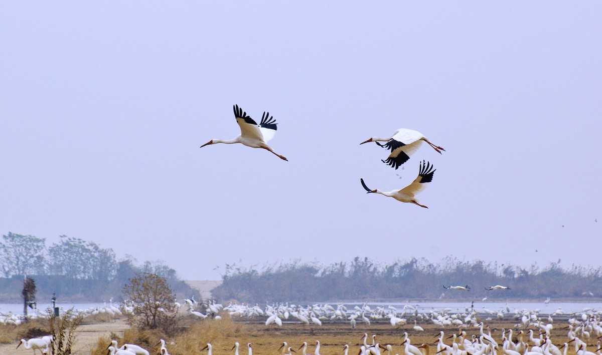 鄱 阳 湖 畔 白 鹤 飞