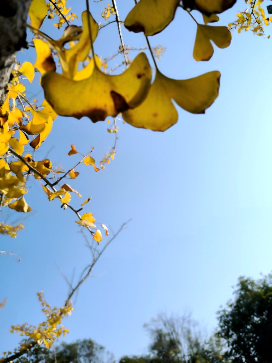 漫步星城 走街串巷（585）东湖公园的冬天