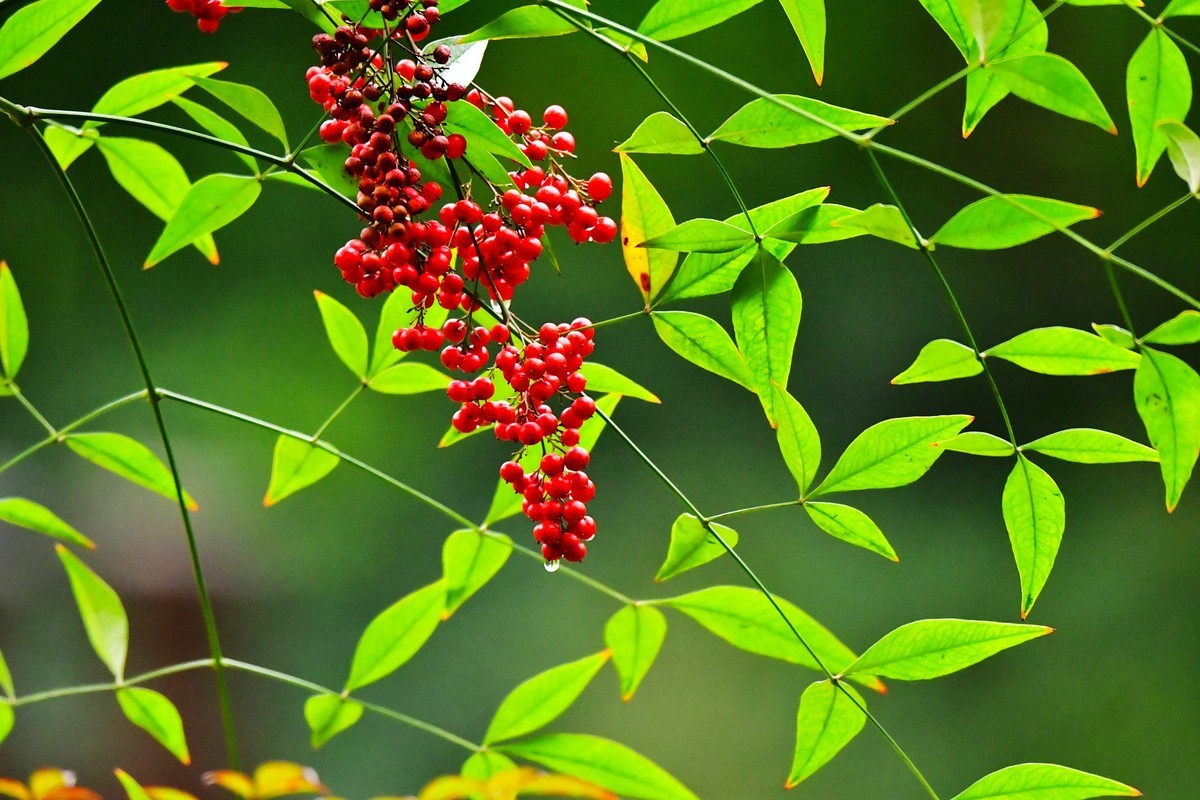 红天南竹果与绿叶