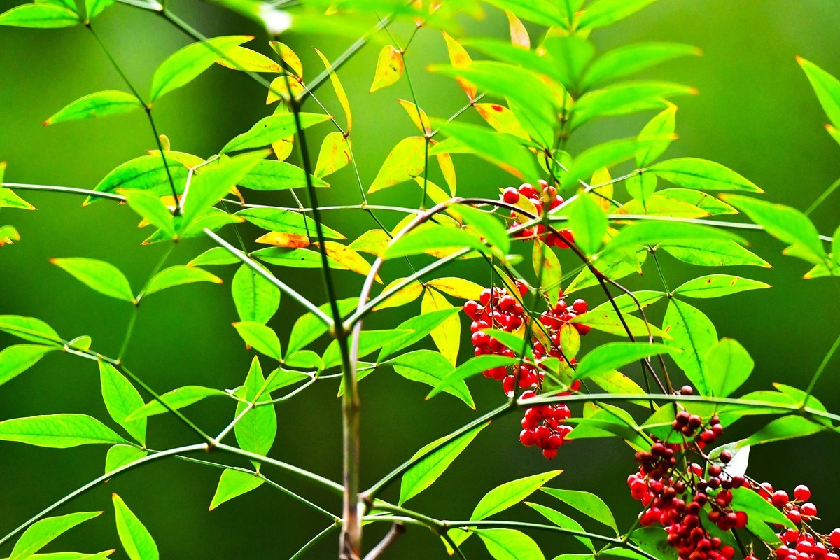 红天南竹果与绿叶