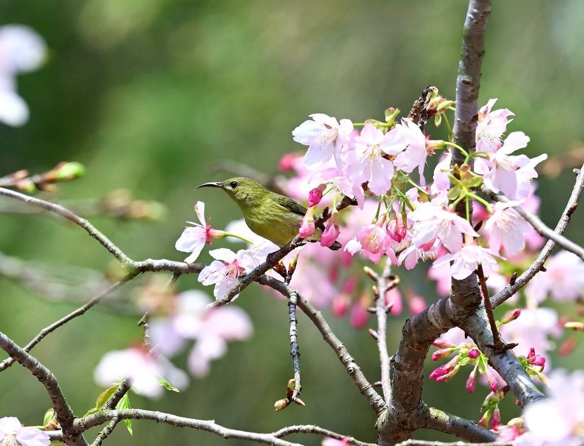 花与鸟（二 ）