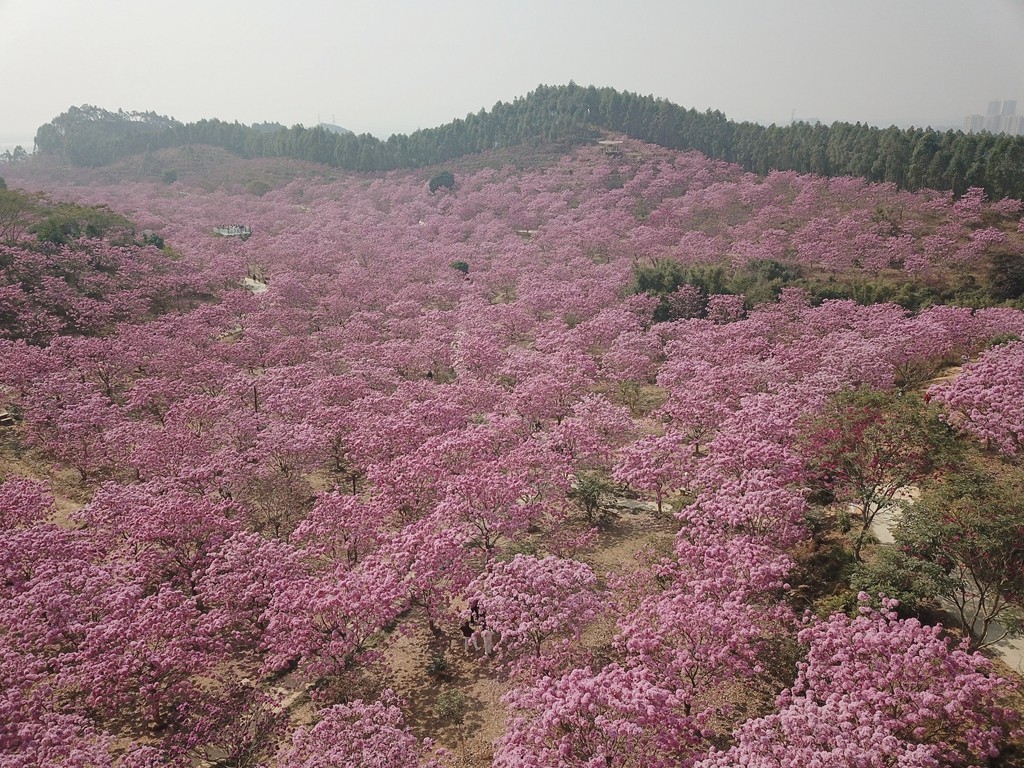 俯拍紫色风铃园