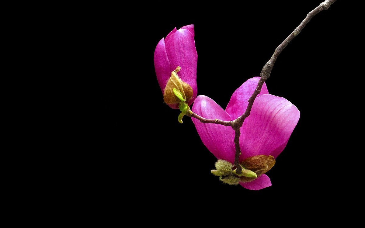 陈家祠的紫玉兰