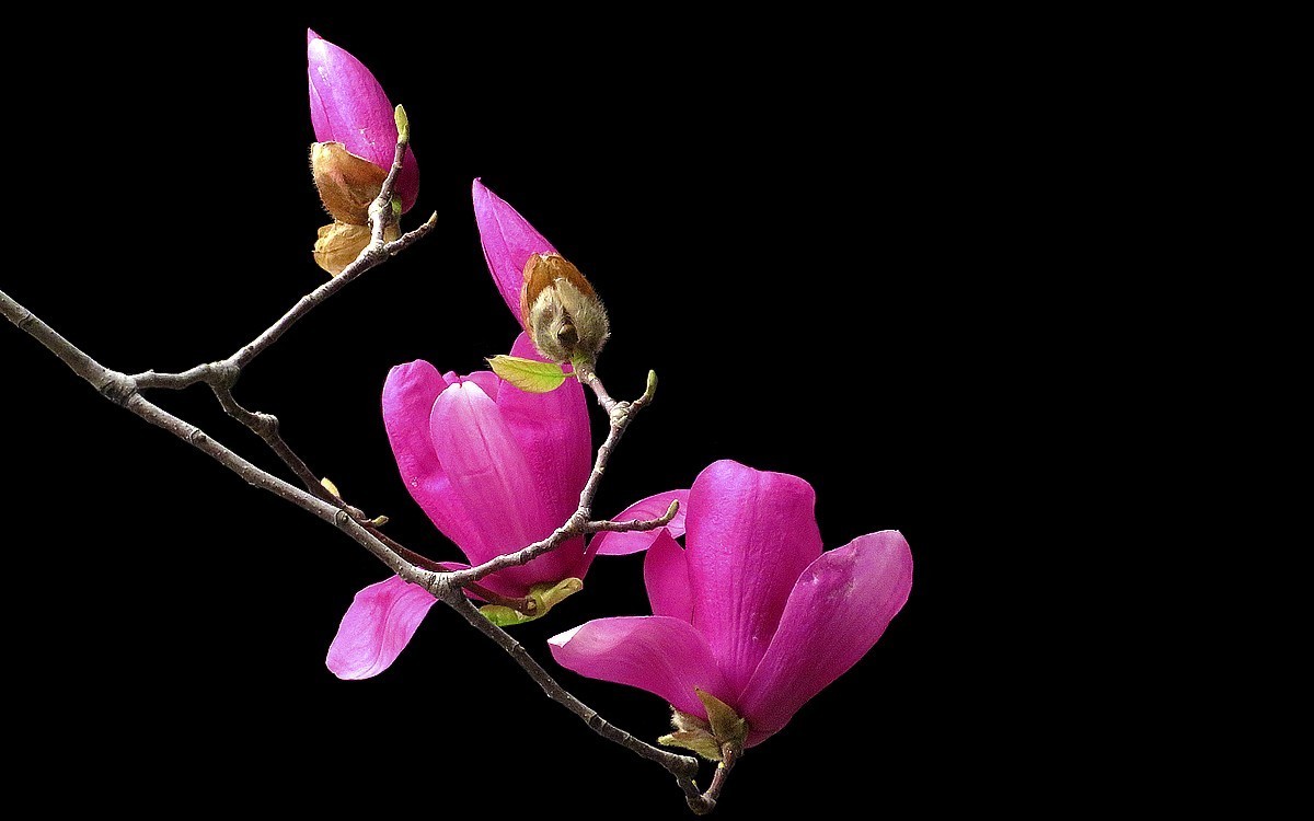 陈家祠的紫玉兰