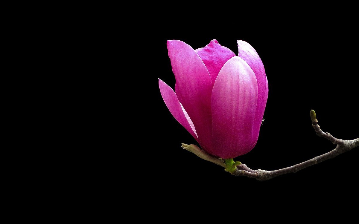 陈家祠的紫玉兰