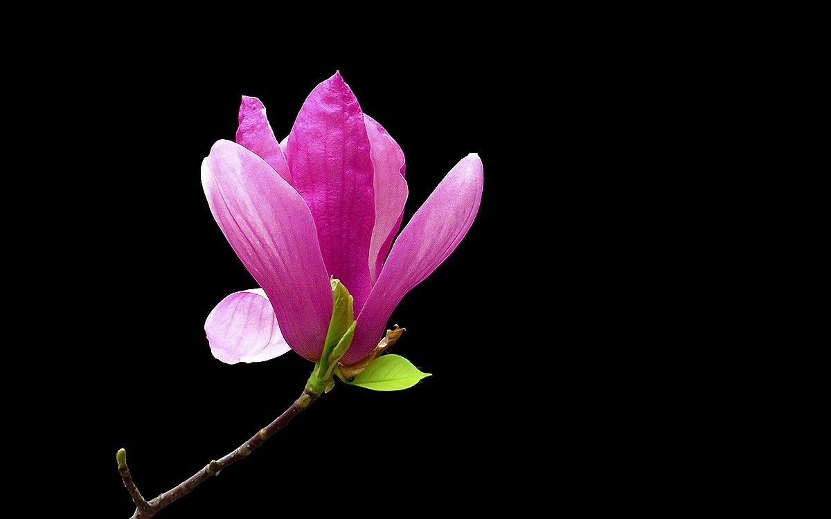 陈家祠的紫玉兰